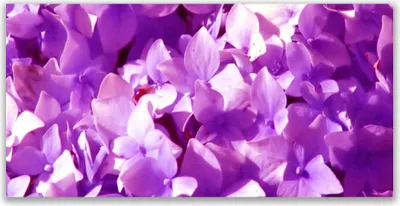 Produktbild von Glasbilder 120x60 Wandbild Druck auf Glas Blumen Pflanzen