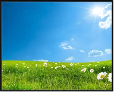 Produktbild von Wallario Wandbild Sommerwiese - Weiße Gänseblümchen vor blauem Himmel, Größe: 40,30 x 50,30 cm, Poster mit schwarzem Aluminiumrahmen