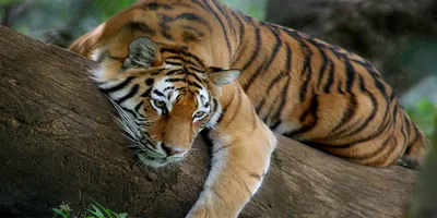 Produktbild von Tulup® Glas-Bild - 100x50 -Wandkunst - Wandbild hinter gehärtetem Sicherheitsglas  - Tiere - Tiger auf Baum - Braun