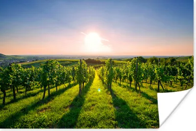Produktbild von MuchoWow® Poster Grüne Weinberge bei Sonnenaufgang 180x120 cm - Fotoplakat
