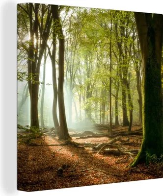 Produktbild von MuchoWow® - Leinwandbilder - Wald - Sonne - Jahreszeiten - Landschaft, Wandbild, Wanddeko Bilder Wohnzimmer, 50x50cm
