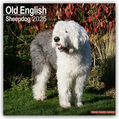 Immagine prodotto di Old English Sheepdog - Bobtail 2025 - Calendario di 16 mesi