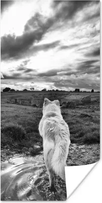 Produktbild von MuchoWow® Poster Wolf mit Blick auf die Landschaft in Schwarz und Weiß 40x80 cm - Dekoration