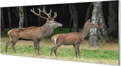 Produktbild von Glasbilder 125x50 Wandkunst Hirschwald