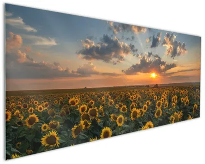 Produktbild von Wallario Küchenrückwand aus Glas, Größe: 125 x 50 cm, Motiv: Sonnenblumenwiese vor Wolken mit Sonnenuntergang | Spritzschutz | abwischbar | pflegeleicht | in