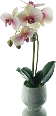 Produktbild von GASPER Schmetterlingsorchidee Creme & Rosa im Keramiktopf 36 cm - Kunstblumen