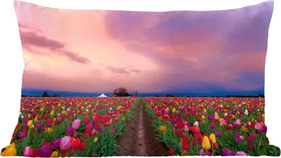 Produktbild von MuchoWow® Zierkissen Sofakissen Wohnzimmer Dekokissen 60x40 cm Sonnenuntergang über einem Tulpenfeld - Kopfkissen - Polster mit Foto