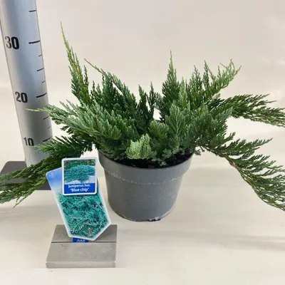 Produktbild von Juniperus horizontalis ‘Blue Chip’ - Blauer Teppichwacholder | 20-25 cm im topf