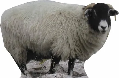 Produktbild von Schaf - Sheep - Pappaufsteller 89x63 cm