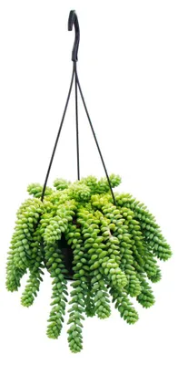 Obrázek produktu pro Sedum morganianum 'Burrito' – Opičí houpačka – závěsný květináč 14 cm – závěsná sukulentní rostlina