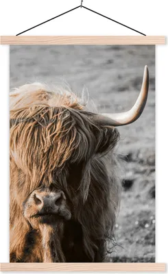 Produktbild von MuchoWow® Textilposter Schottisches Hochlandrind - Tier - Sonne 40x60 cm mit holzfarbenen Rahmen - Poster