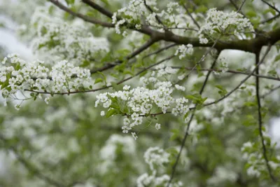 Produktbild von Prunus mahaleb, Steinweichsel, 60–100 cm, duftend