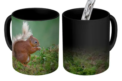 Obrázek produktu pro MuchoWow® Kouzelný pohár Lesní zvíře - Veverka - Mech 350 ml Barva měnící se pohár Dárkový nápad - foto hrnek