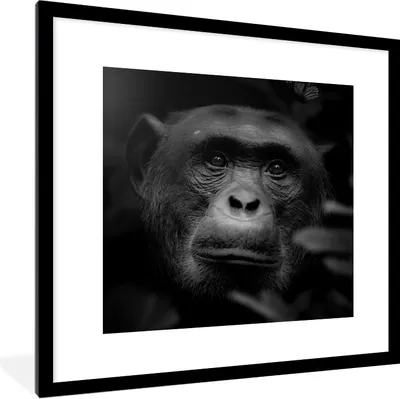 Produktbild von MuchoWow® Gerahmtes Poster Tiere - Affe - Dschungel - Schwarz - Weiß 40x40 cm - Poster mit Schwarzem Bilderrahmen Wandposter Rahmen Foto Bilder - Poster - Plakat im Rahmen