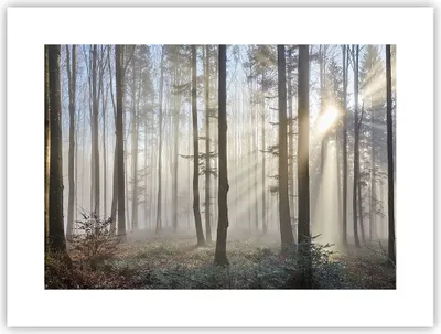 Produktbild von Poster - Poster ohne Rahmen - Wald Baum Natur - 40x30 cm - Wand Bild - Wanddeko - Wandbilder - Kunstposter - Wandposter - Bilder - Kunstdruck - Wanddekoration - Wandbild - P2XAA40x30-3749