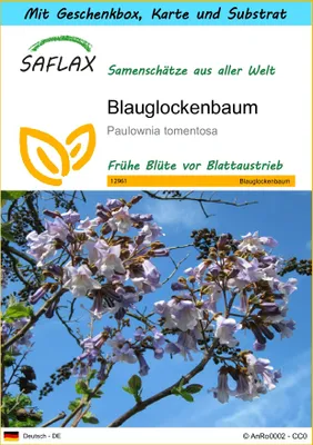 Produktbild von SAFLAX Geschenk Set - Blauglockenbaum - Paulownia tomentosa - 200 Samen - Mit Geschenkbox, Versandaufkleber, Geschenkkarte und Anzuchtsubstrat