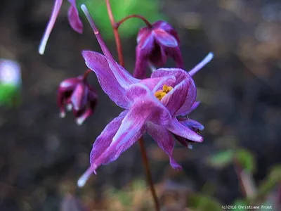 Produktbild von 3 x Elfenblume Lilafee - violett - langgespornt - Tb 9