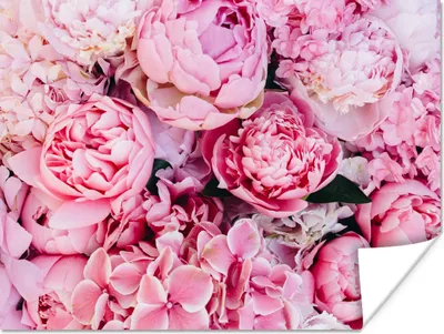 Produktbild von MuchoWow® Poster Blumen - Rosa - Rosen 160x120 cm - Foto Plakat
