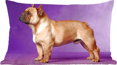 Produktbild von MuchoWow® Zierkissen Sofakissen Wohnzimmer Dekokissen 50x30 cm Französische Bulldogge - Braun - Lila - Wohnzimmerdekoration - Polster mit Photo