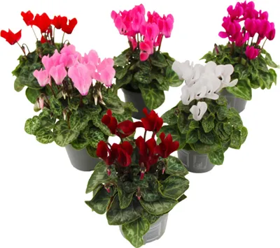 Image de Cyclamen de Perse - Set de 6 - Cyclamen persicum - Hauteur 10-20cm - ⌀9cm