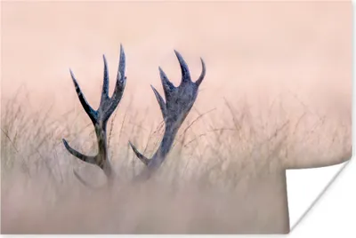 Produktbild von MuchoWow® Poster Geweih - Hirsch - Gras - Natur 120x80 cm - Bilder