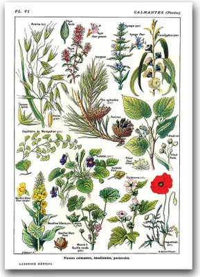 Produktbild von Poster - Canvas - Leinwand - 59,4 cm x 84,1 cm - Fotoposter - Leinwandkunst - Botanik Pflanzen