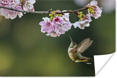 Produktbild von MuchoWow® Poster Vogel - Blüte - Kolibri 90x60 cm - Schlafzimmer