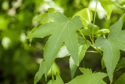 Produktbild von Liquidambar styraciflua 'Slender Silhouette', Amberbaum, 100–125 cm