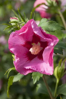Produktbild von Hibiscus syriacus 'Pink Giant', Roseneibisch, rosa Blüten, 60–80 cm