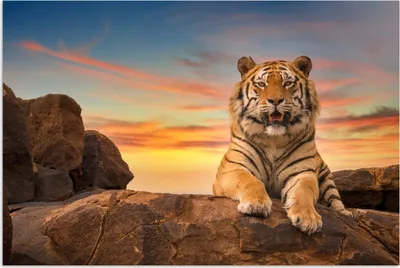Produktbild von MuchoWow® Poster Tiger - Sonne - Felsen 180x120 cm - Fotoplakat