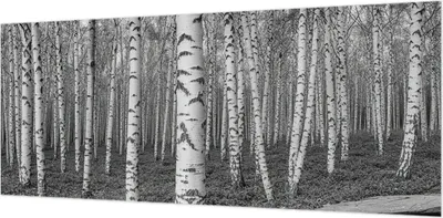 Produktbild von Wandtapete - Dekorative Tapete für Wohnzimmer- Tapetenfolie für Wanddekoration - 208x146 cm - Birkenwald