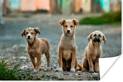 Produktbild von MuchoWow® Poster Hunde - Welpe - Auswärts 60x40 cm - Schlafzimmerdekoration