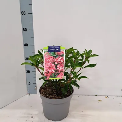 Imagen del producto de Kalmia latifolia 'You Can' - Laurel de montaña | 25-30 cm en maceta