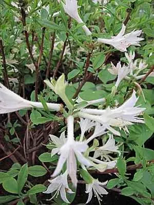 Produktbild von Rhododendron atlanticum - Zwergazalee 25-30cm