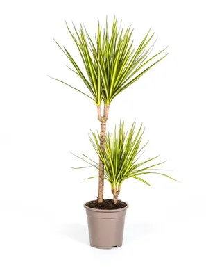 Produktbild von Dracaena marginata „Sunray“ – Sonnenstrahl – Höhe 80–100 cm