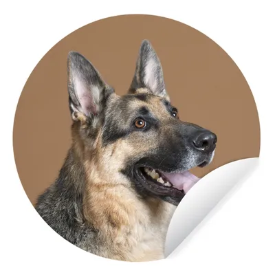 Produktbild von MuchoWow® Runde Wandtattoo - Wandsticker Tapete Aufkleber Porträt eines Deutschen Schäferhundes Ø 100 cm Selbstklebend und Repositionierbar - Wandaufkleber - Kreis - Tapetenkreis - Wandbild rund - Schlafzimmerdekoration - Wanddeko - runde Tapete - Kunst für zu Hause