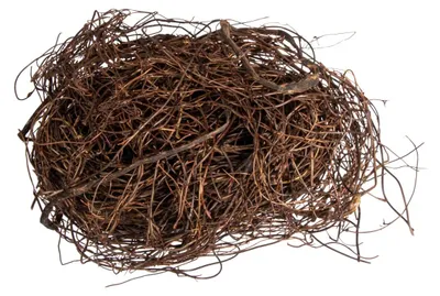 Mühlenbeckia-Zweige, getrocknet, natur, 50 g