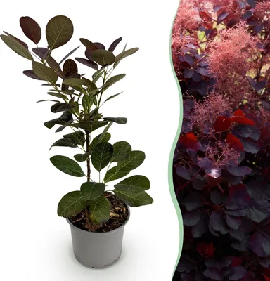 Produktbild von GreenboutiQ - Gartenpflanze - Cotinus coggyria Royal Purple - Lila - 1 Pflanze - Laubabwerfend - Wenig Pflege - Topf 12cm Höhe 35cm
