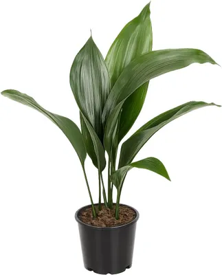 Produktbild von Aspidistra elatior 50 cm Schusterpalme – robuste Zimmerpflanze, Metzgerpalme Schildblume, pflegeleicht, langlebige Grünpflanze für Wohnung & Büro