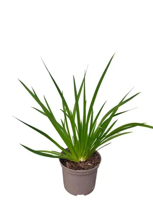 Zdjęcie produktu dla Libertia grandiflora - Libertia wielkokwiatowa - Pojemnik 2 litry