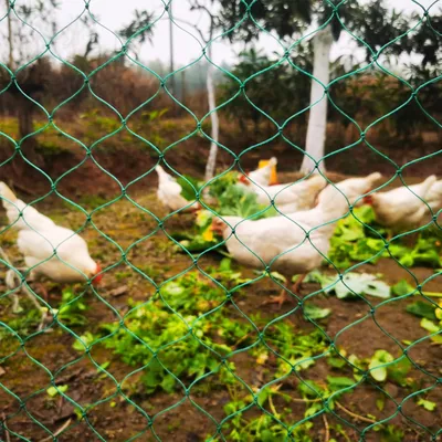 Produktbild von Robustes Hühnervolière-Netz 36 Drähte, 5 cm Masche, Vogelschutz