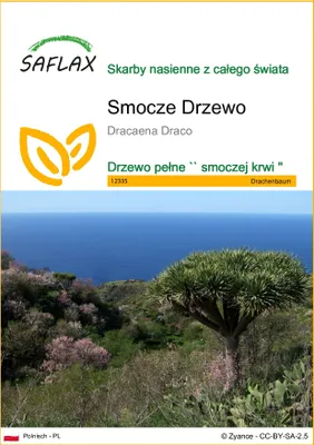 Zdjęcie produktu dla SAFLAX - Smocze Drzewo - 5 Nasiona - Dracaena Draco