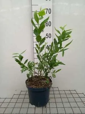 Obrázek produktu pro Vaccinium corymbosum 'Goldtraube 23' - Borůvka 'Goldtraube 23' | 30-40 cm ve květináči