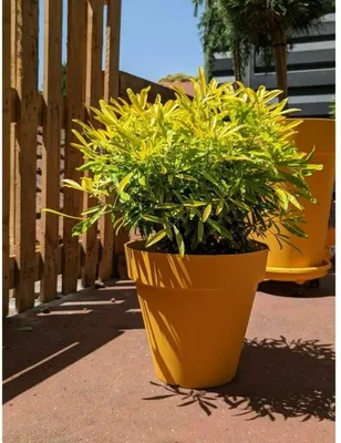 Obrázek produktu pro Vaza decorativa, RIVIERA, kitrino, 60cm