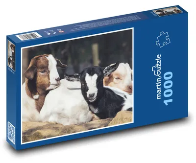 Zdjęcie produktu dla Puzzle 1000 Kozy - koźlęta i zwierzęta - martinpuzzle