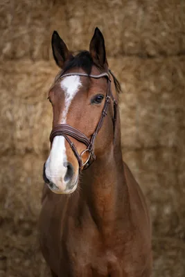 Produktbild von Ekkia Norton Pro Trensenzaum MISS havanna brown, Größe Pferd:Pony