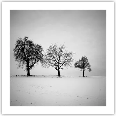 Produktbild von Poster - Poster ohne Rahmen - Winter Bäume Schnee - 50x50 cm - Wand Bild - Wanddeko - Wandbilder - Kunstposter - Wandposter - Bilder - Kunstdruck - Wanddekoration - Wandbild - P2XAC50x50-4958