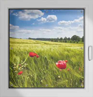 Produktbild von Wallario Lichtschutzbild, Dekorativer Sichtschutz Sonnenschutz 96 x 93 cm mit Motiv: Mohnblumenwiese auf grüner Wiese unter blauem Himmel - Verdunklung ohne Bohren