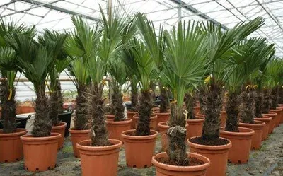 Produktbild von Trachycarpus wagnerianus Frostharte Hanfpalme bis 160 cm Gesamthöhe bis -19 Grad