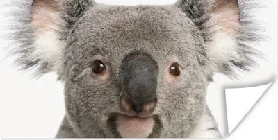 Produktbild von MuchoWow® Poster Koala - Koala Bär - Mädchen - Jungen - Tiere 40x20 cm - Poster für die Wand - Poster Schlafzimmer